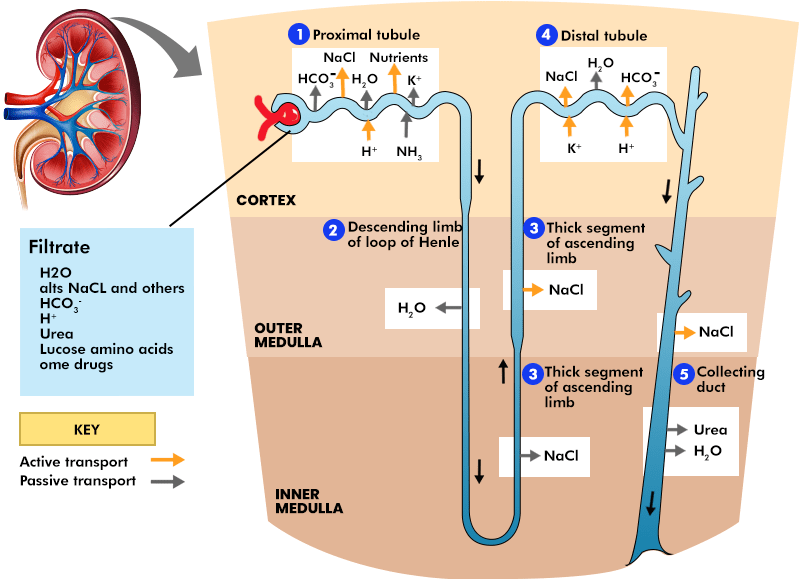 Kidney Introduction, Structure, Anatomy, Functions