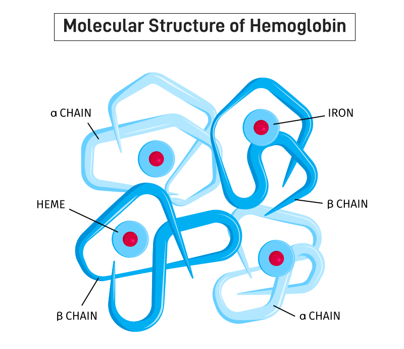 What is Hemoglobin? Definition, Structure and Function - GeeksforGeeks