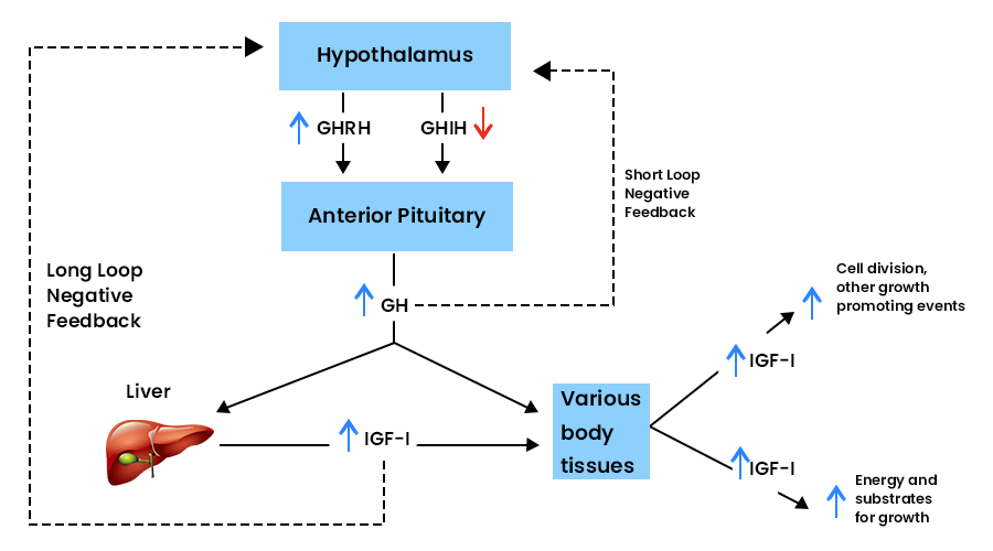 Growth Hormone Benefits and Side Effects