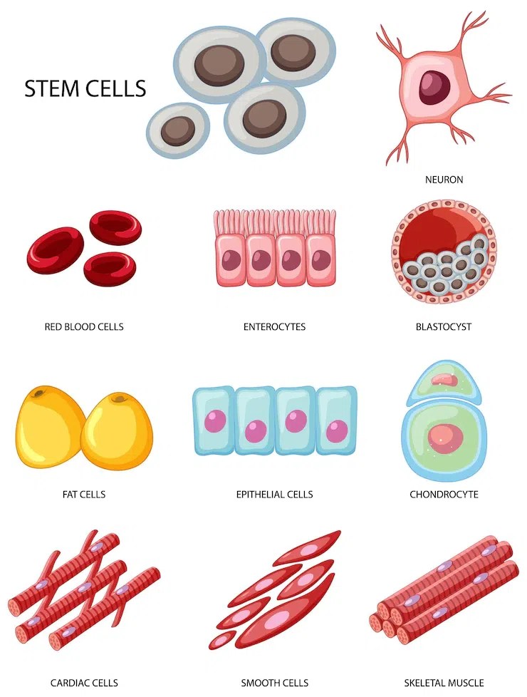 Animal Cells