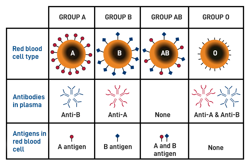 Blood Groups ABO Blood Group and Rh Blood Group System