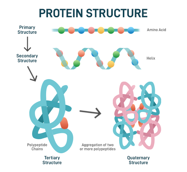 Protein Stability Definition, Structure, Functions, Examples, & FAQs