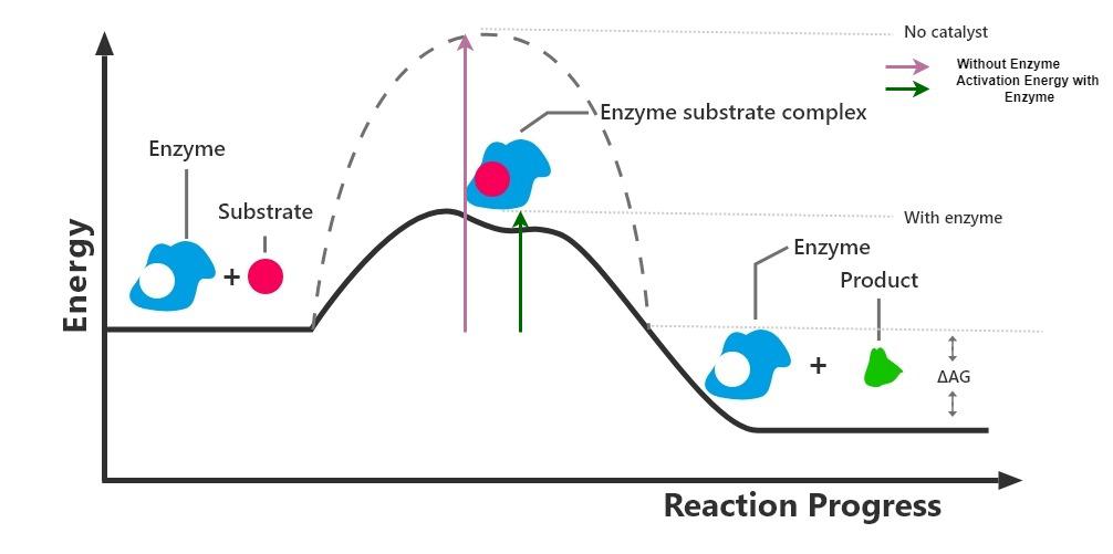 How Do Enzymes Bring About Such High Rates of Chemical Conversions?