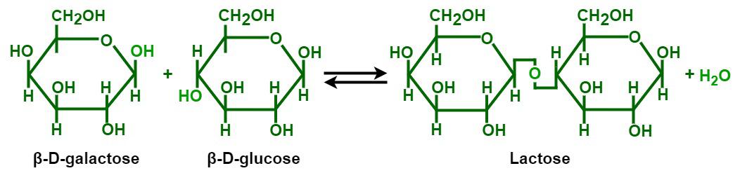 Lactose Formula - GeeksforGeeks