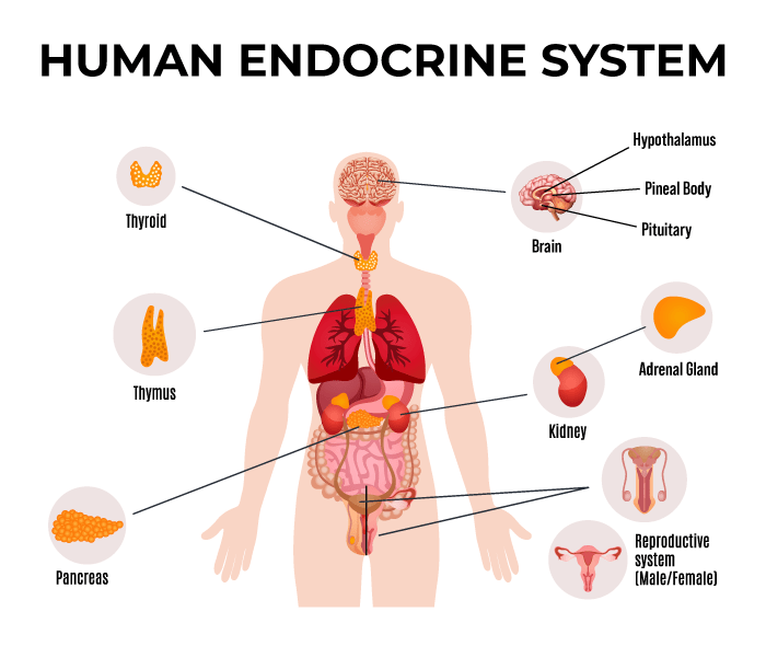Anatomy Of The Endocrine System Laminated Wall Chart With