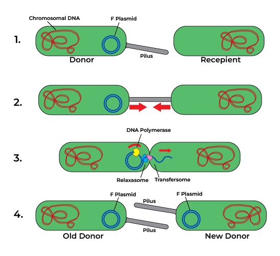 Prokaryotic Reproduction
