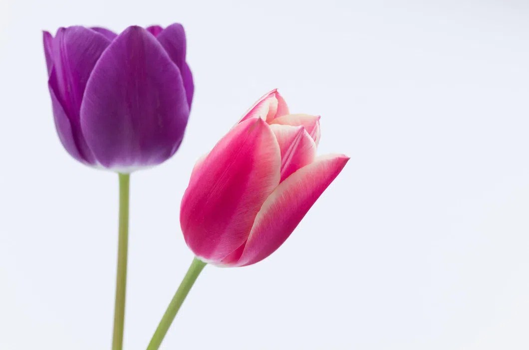 Liliaceae Floral Formula, Types, Characteristics, Importance