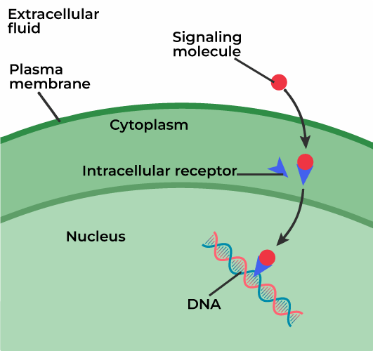 Functions and Types of Cell Receptors