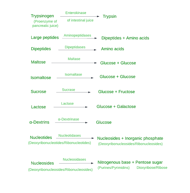 Digestion Of Food How Food is Digested in the Stomach?