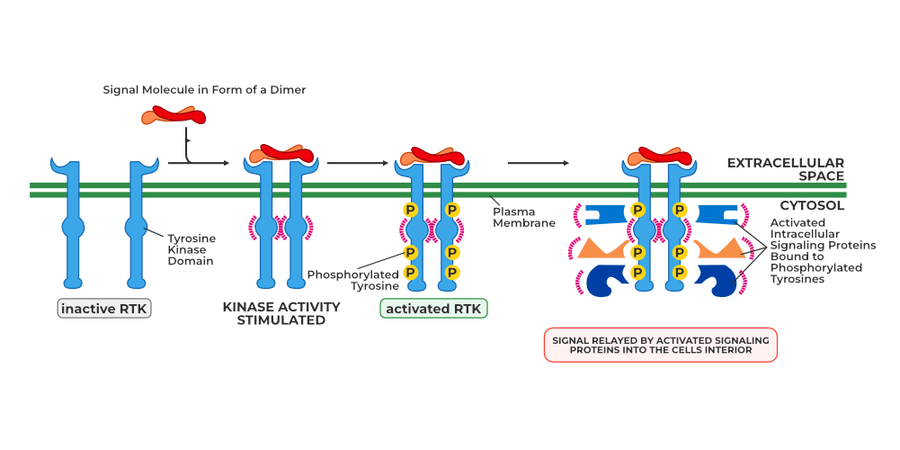Receptor Tyrosine Kinase SignalingReceptor, Mechanism, Importance