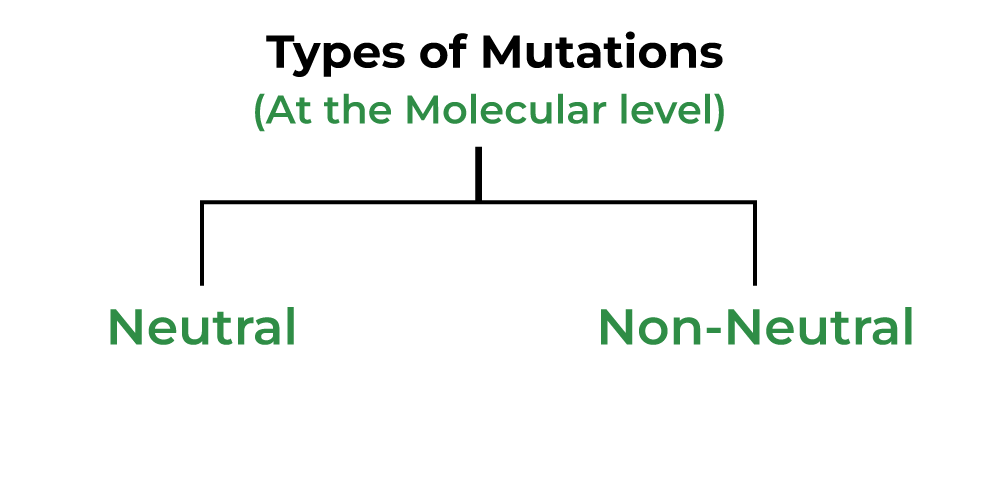 MutationDefinition, Types, Causes, Characteristics