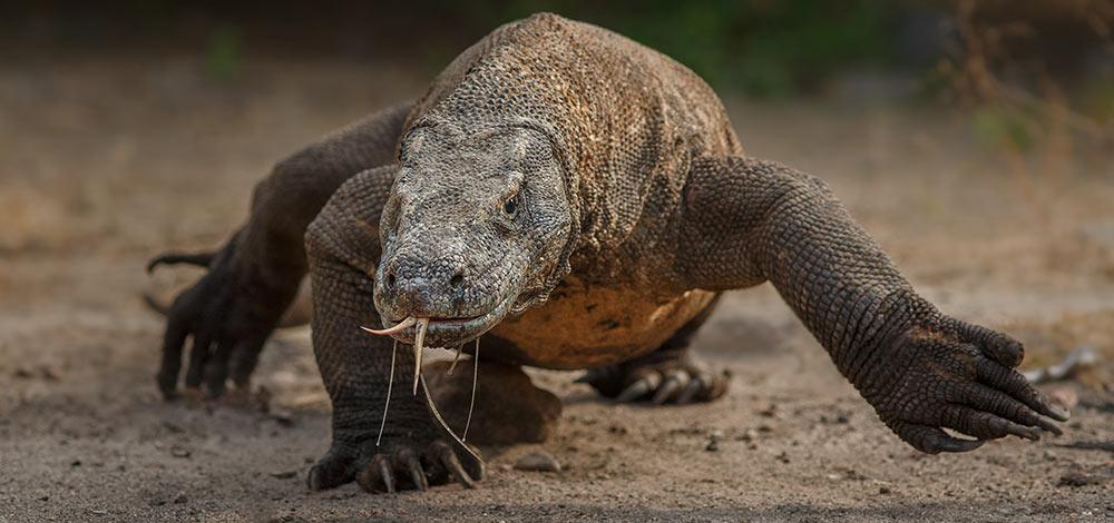 10 Most Dangerous Animals In The World 2024 Deadliest Animals List