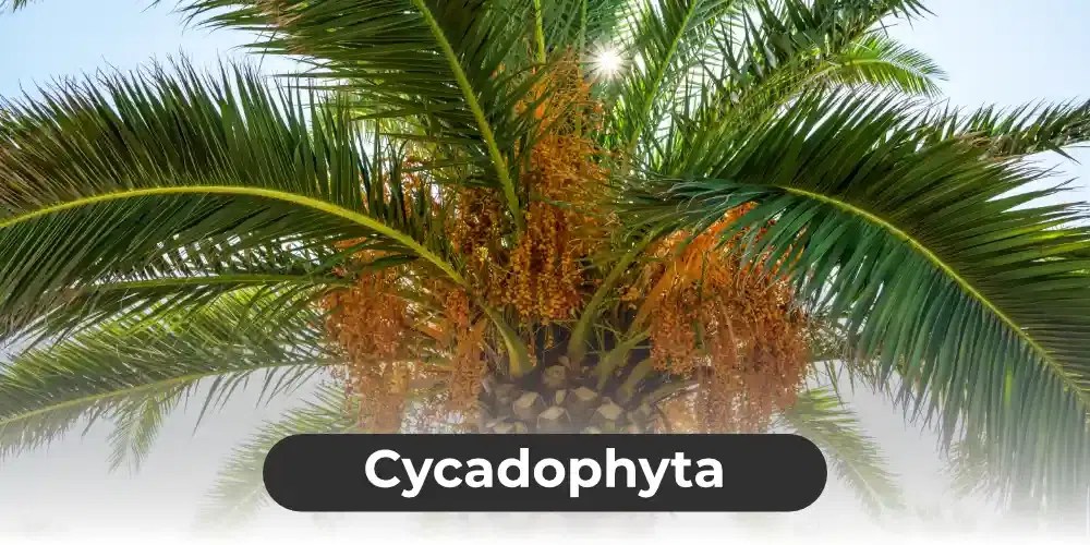 Gymnosperms Definition, Characteristics, Uses and Examples