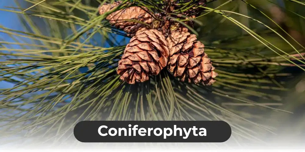 Gymnosperms Definition, Characteristics, Uses and Examples