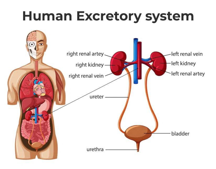 CBSE Class 10 Science Notes Chapter 5 Life Processes