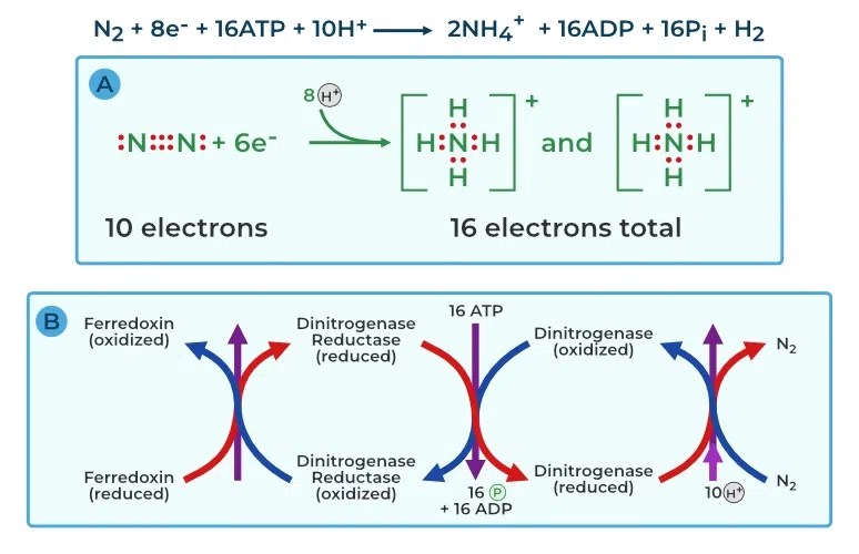 Biological Nitrogen Fixation