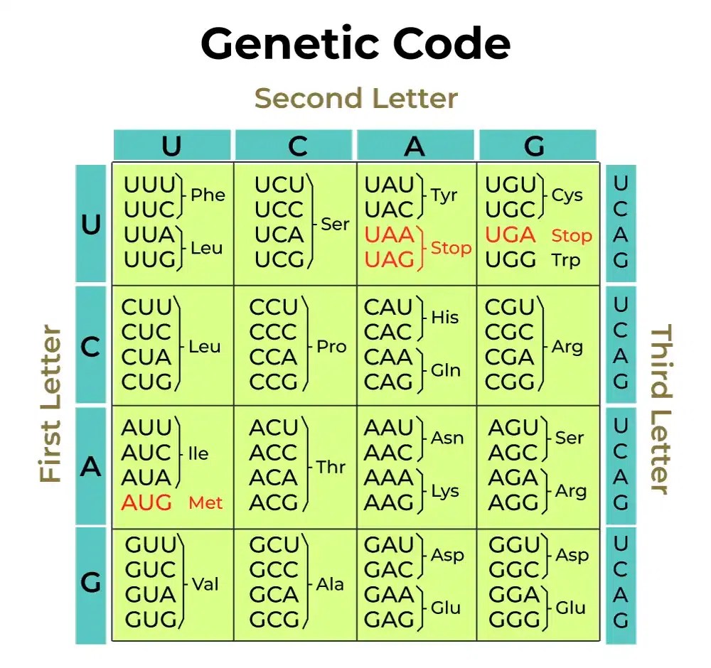 CBSE Class 12 Chapter 5 Molecular Basis of Inheritance