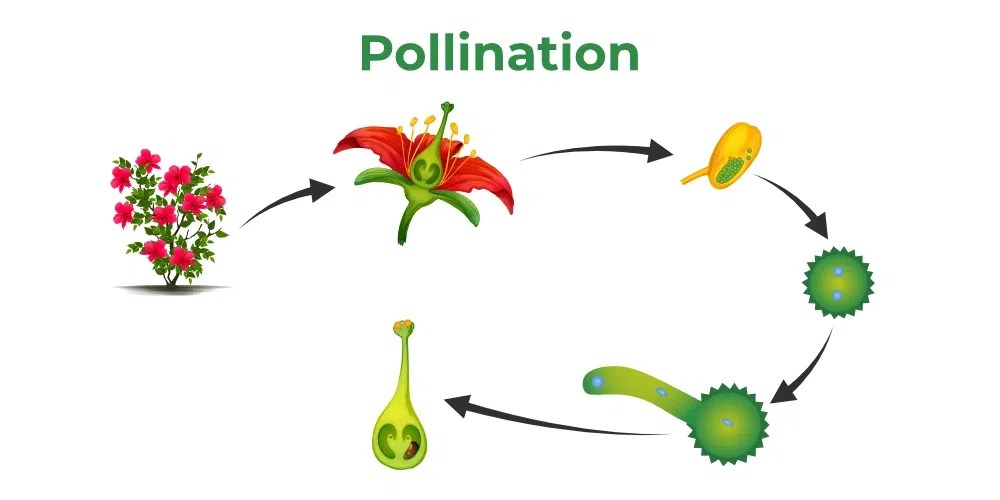 CBSE Class 12 Sexual Reproduction in Flowering Plants Notes