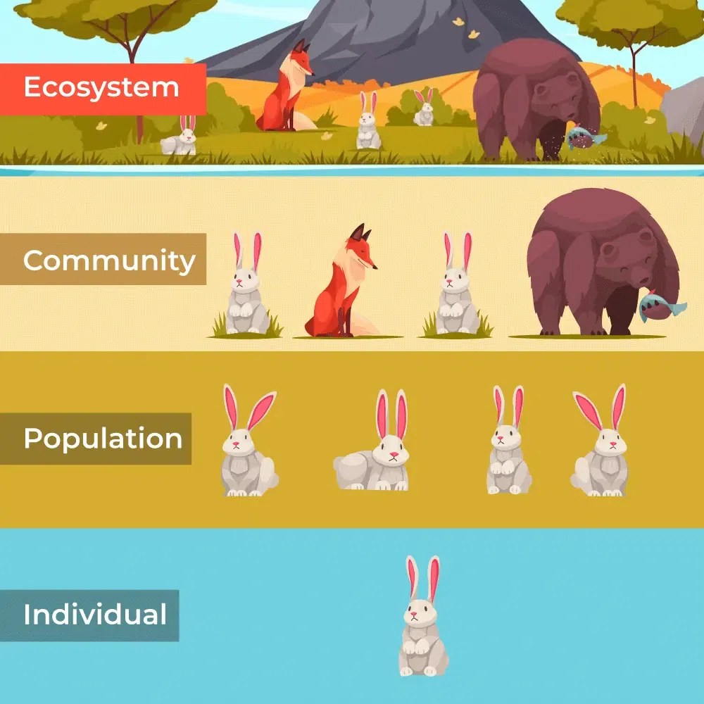 Organism and Population Notes Class 12 Chapter 11