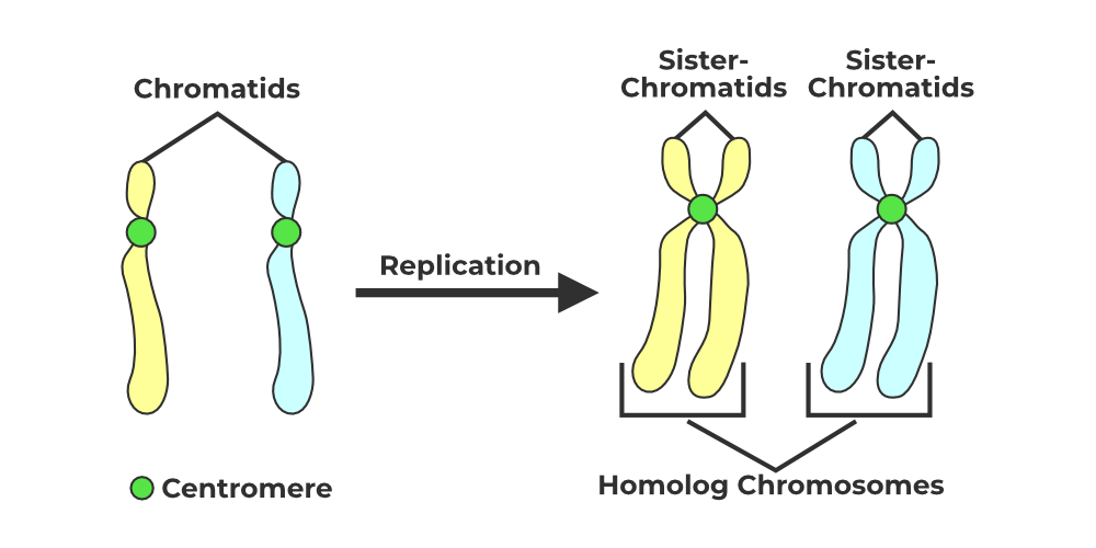 Difference Between Centromere and