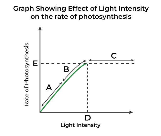 NCERT Solutions For Class 11 Biology Chapter 11 Photosynthesis in