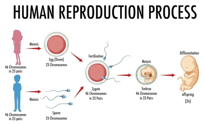 How do organism Reproduce?