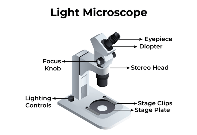 Types of Microscopes | GeeksforGeeks