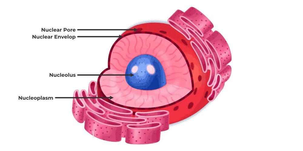 Difference Between Nucleus and Nucleolus