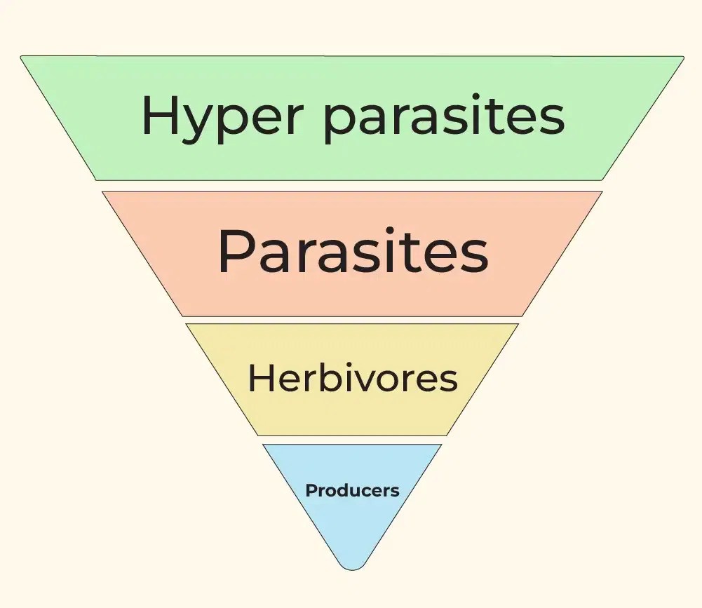 Ecological Pyramid Definition, Types, Importance, Limitations
