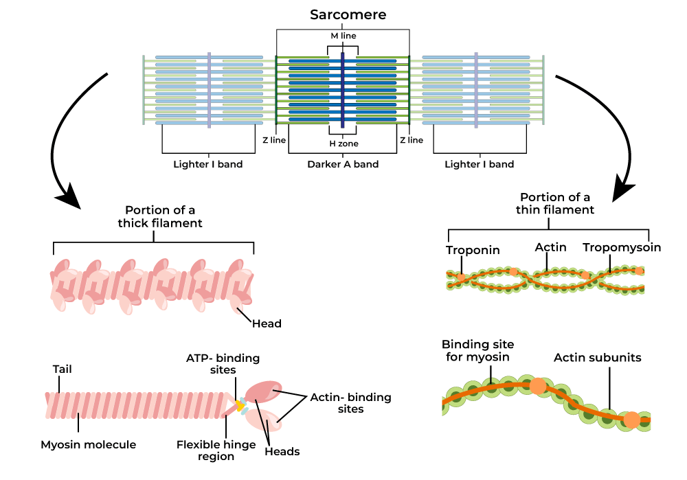 Structure of Contractile Proteins Function & Examples