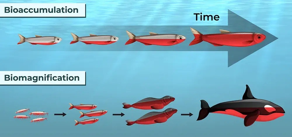 Difference Between Biomagnification and Bioaccumulation - GeeksforGeeks