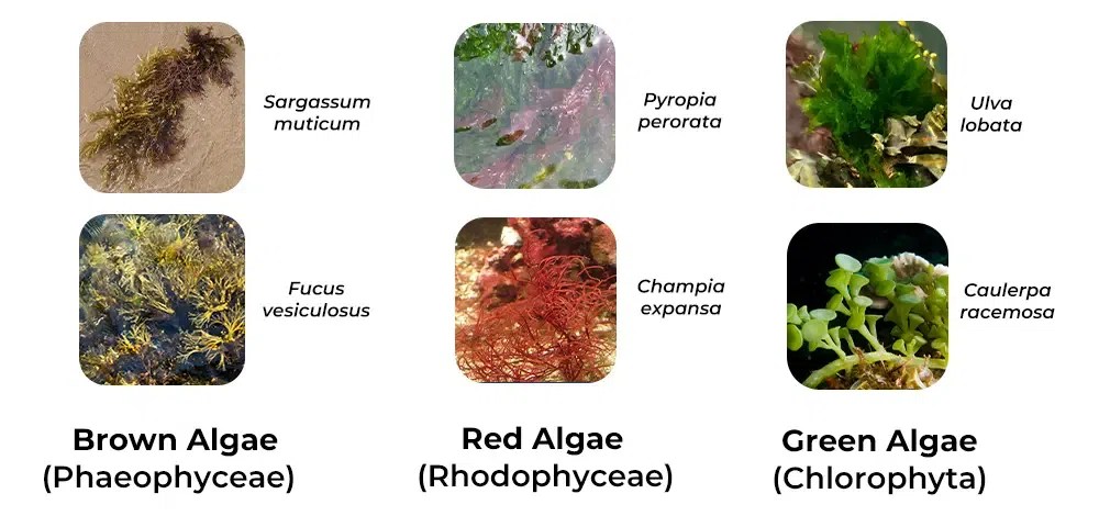 What is Algae? It's Types and Characteristics with Examples