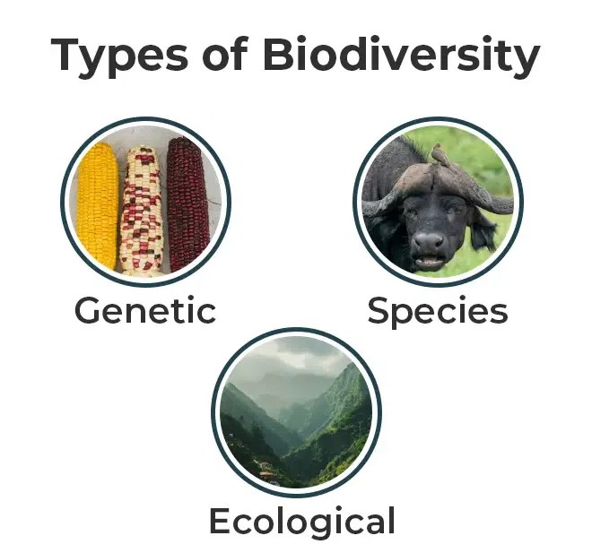 What is Biodiversity? Why is Biodiversity important for Human Lives