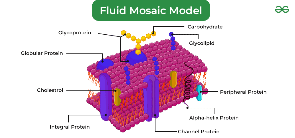 Fluid Mosaic Model | GeeksforGeeks