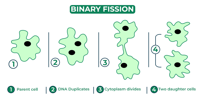 Binary Fission | GeeksforGeeks