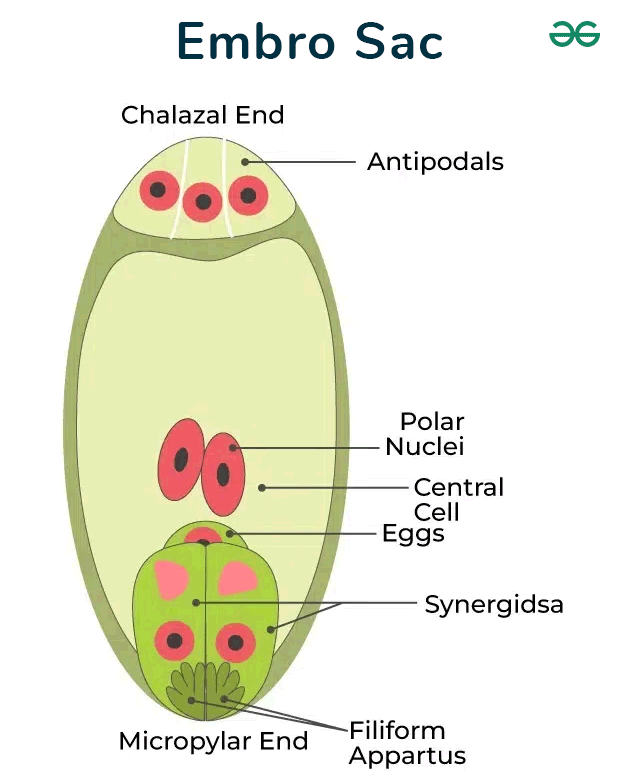 Embryo Sac Structure, Types & Formation of Embryo Sac