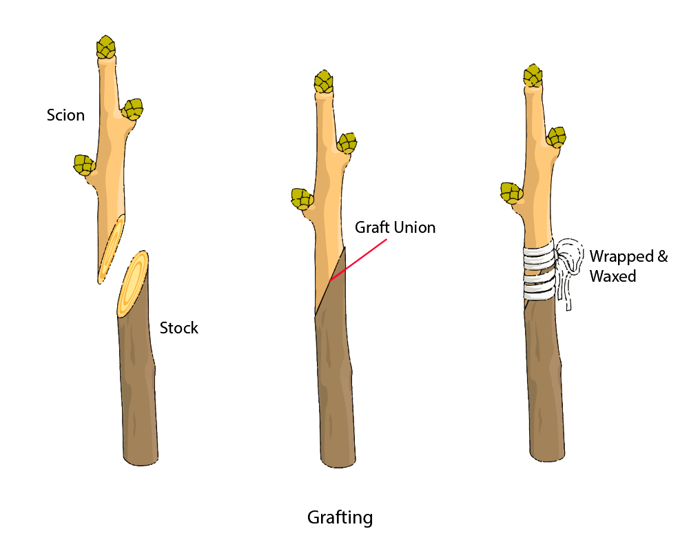 Asexual Reproduction in Plants Types, Methods, and Examples