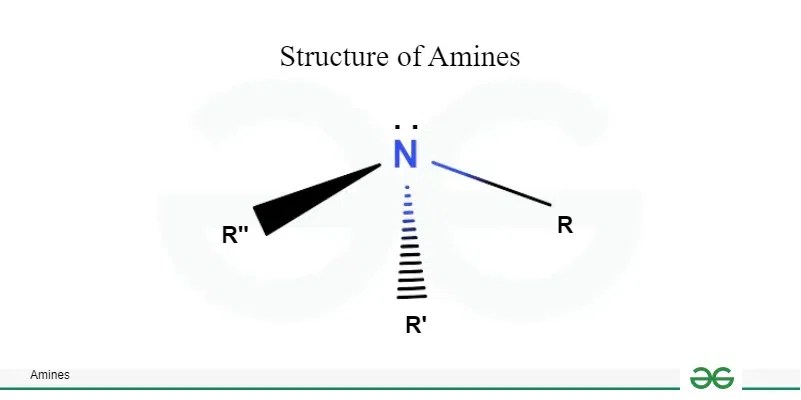 Amines - GeeksforGeeks