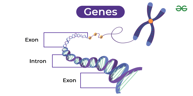 Gene - Structure, Types & Characteristics - GeeksforGeeks