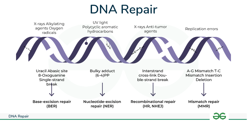 DNA Repair​ - Damage &amp; Types of Repair