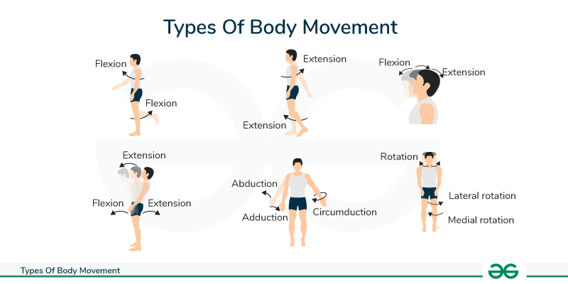 Body Movement – Different Types of Body Movements | GeeksforGeeks