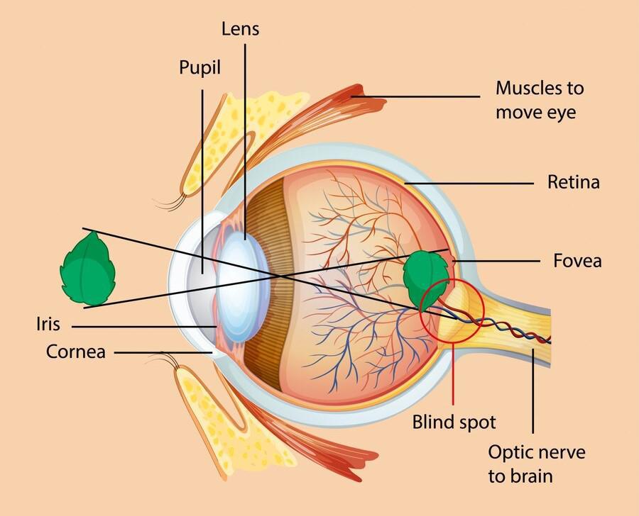 Diagram of Human Eye Structure and Function