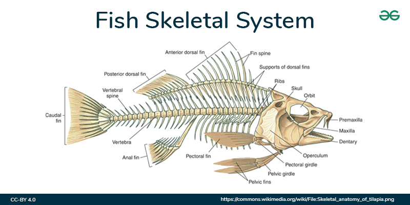 Skeletal System of Fish | GeeksforGeeks