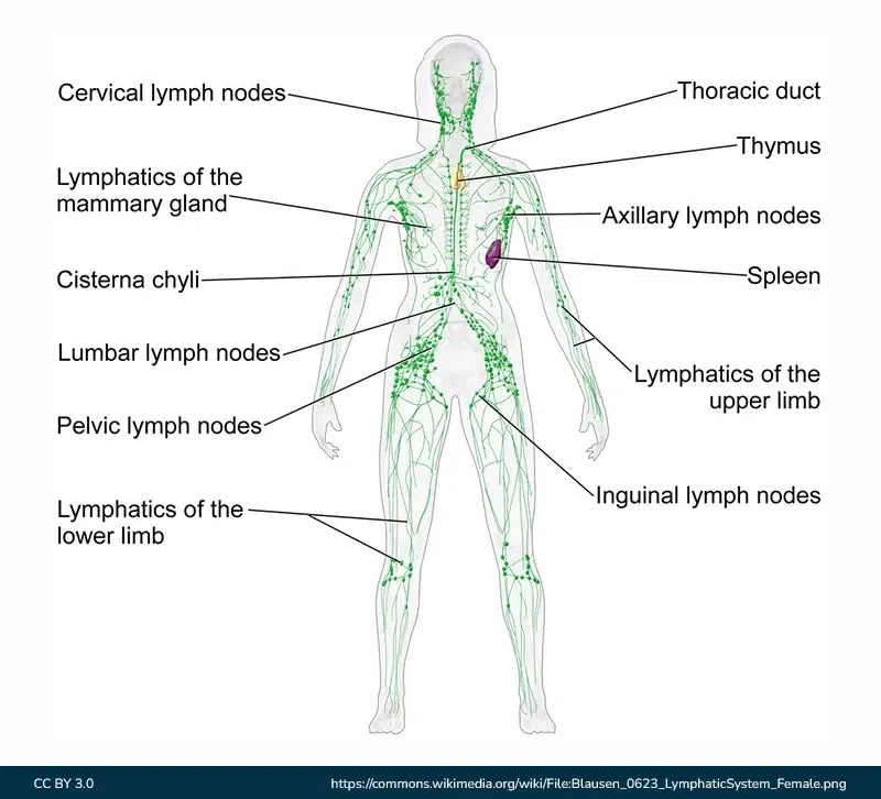 Diagram of Lymphatic System | GeeksforGeeks