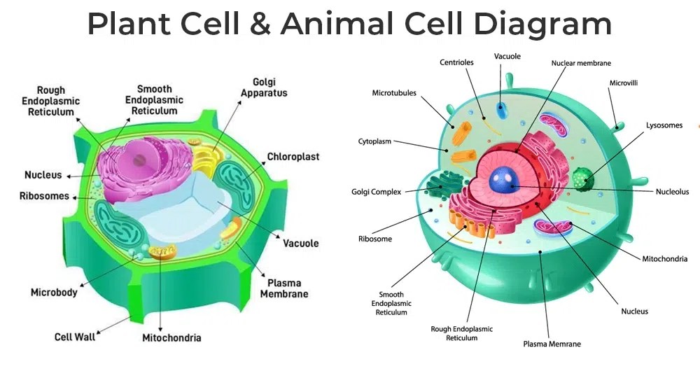 Diagram of Cell | GeeksforGeeks