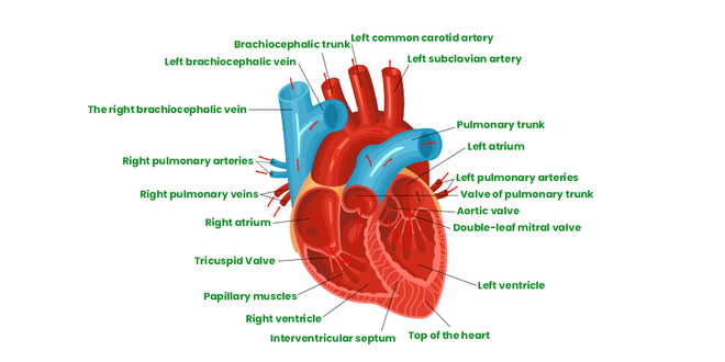 Diagram of Heart | GeeksforGeeks