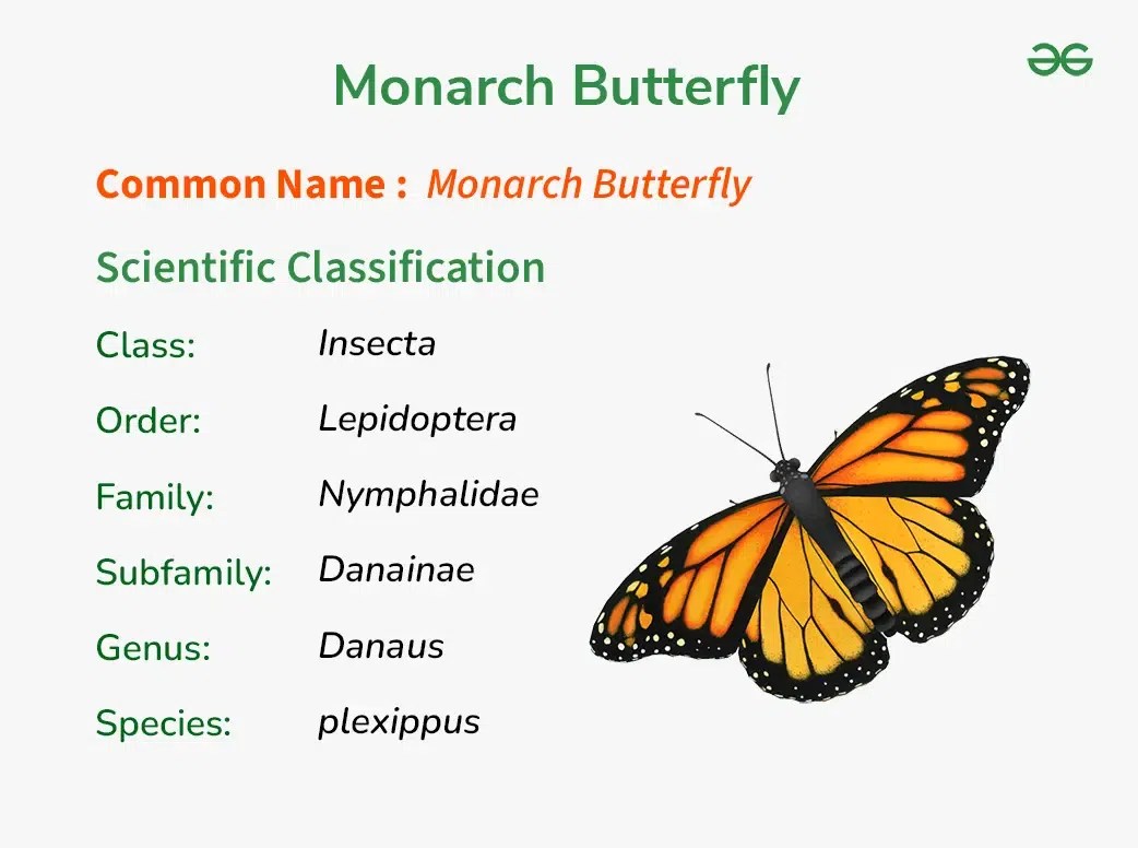 What is the Scientific Name of Butterfly?