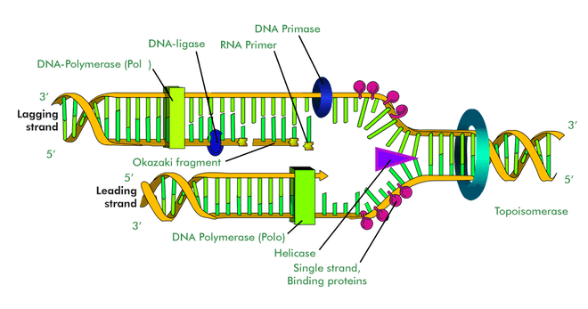 Diagram of DNA Replication | GeeksforGeeks