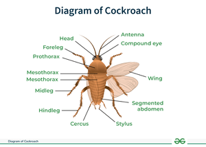 Diagram of Cockroach | GeeksforGeeks