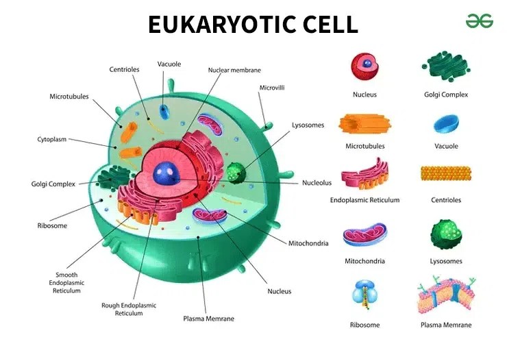 Diagram of Eukaryotic Cell Structure and Characteristics
